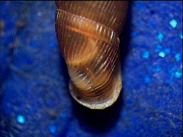 Clausilia bidentata crenulata sotto una corteccia